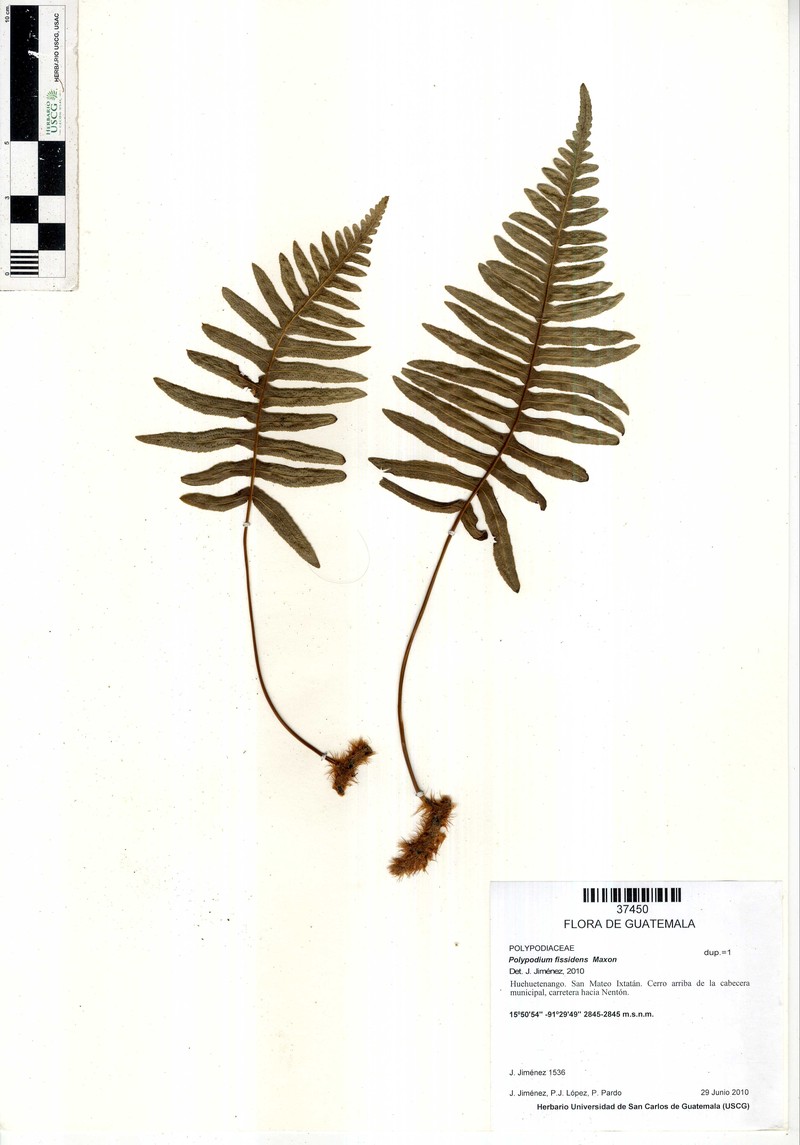 Polypodium fissidens photo 4
