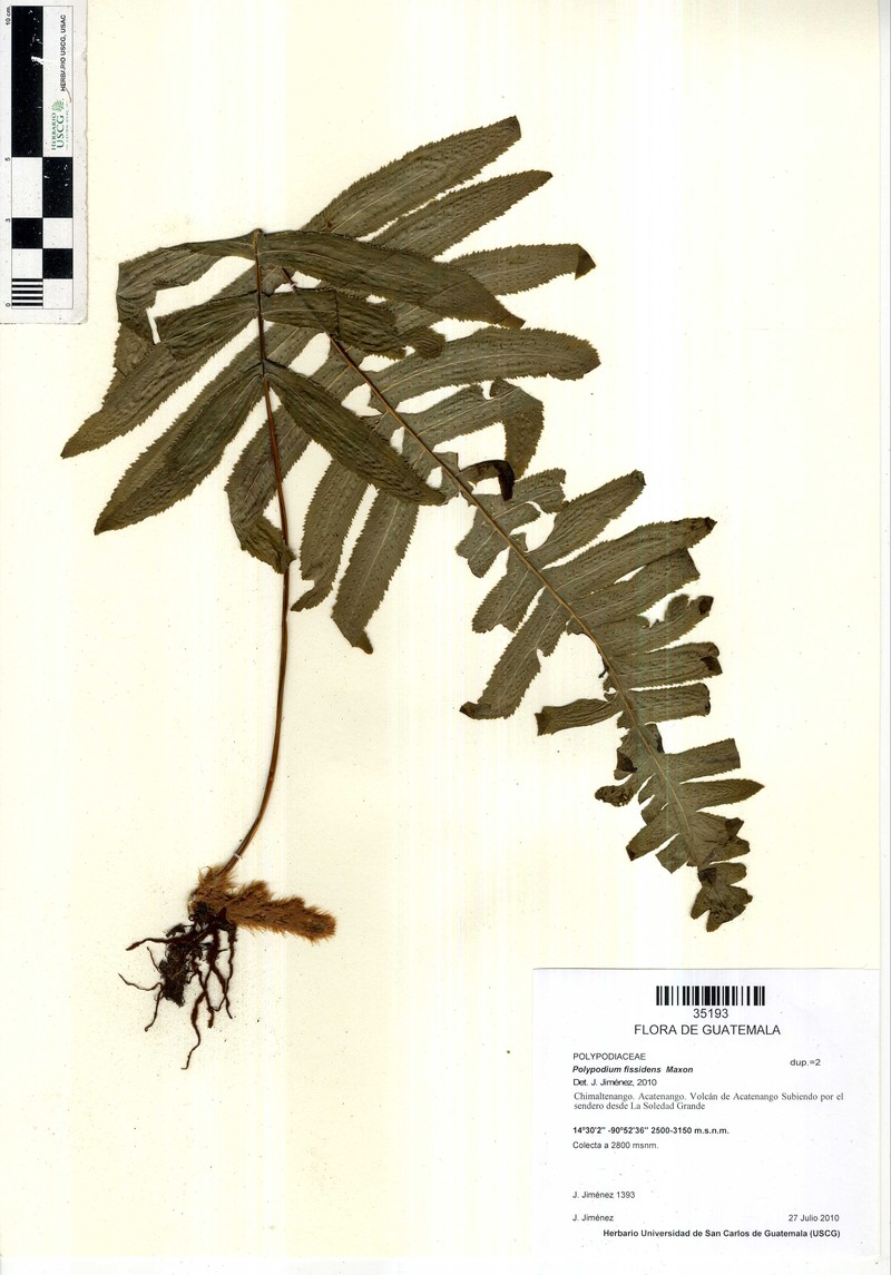 Polypodium fissidens photo 5