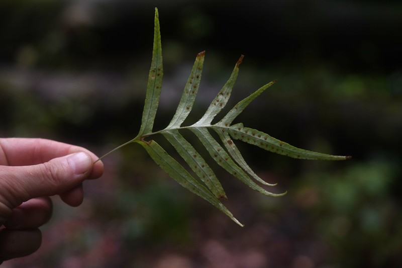 Polypodium flagellare photo 2