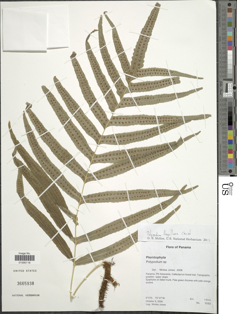 Polypodium flagellare photo 3