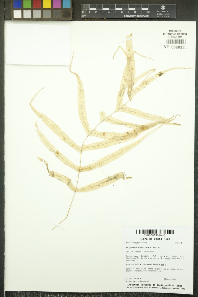 Polypodium flagellare photo 4
