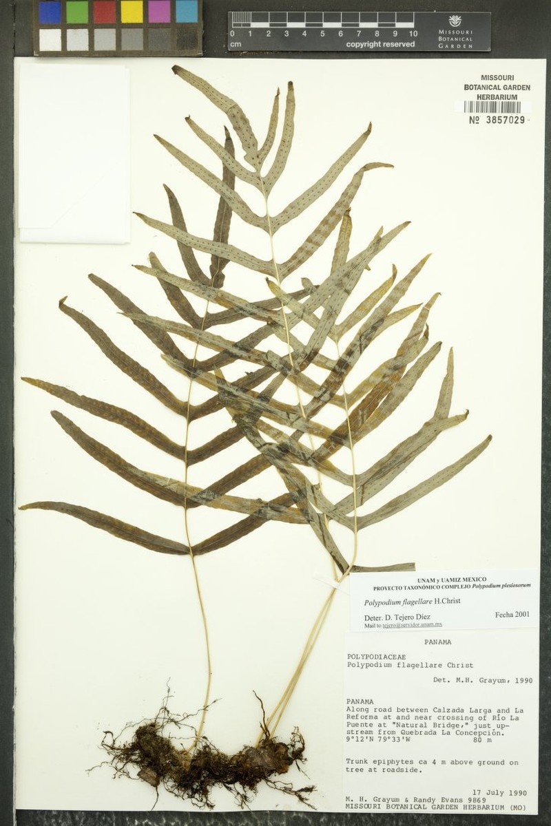 Polypodium flagellare photo 5