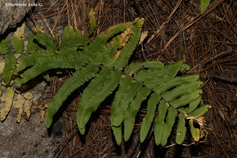 Polypodium fraternum