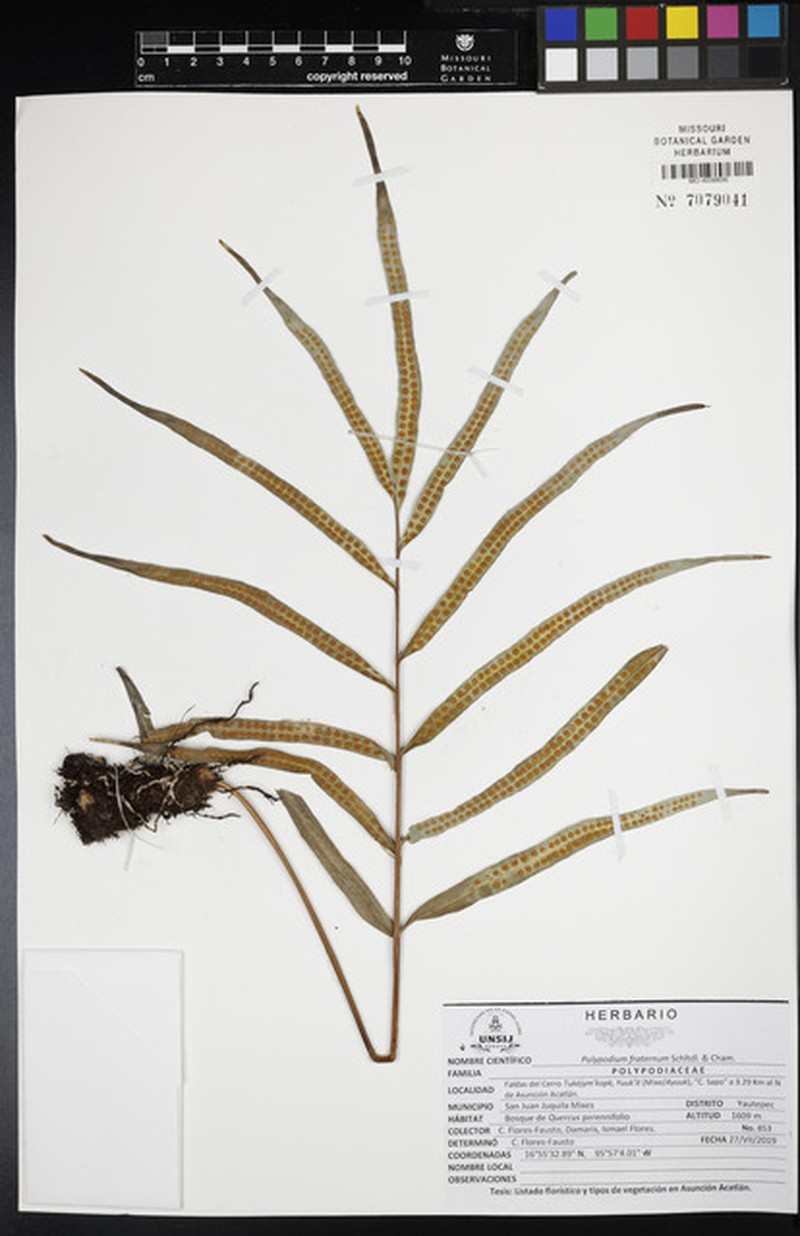Polypodium fraternum photo 3