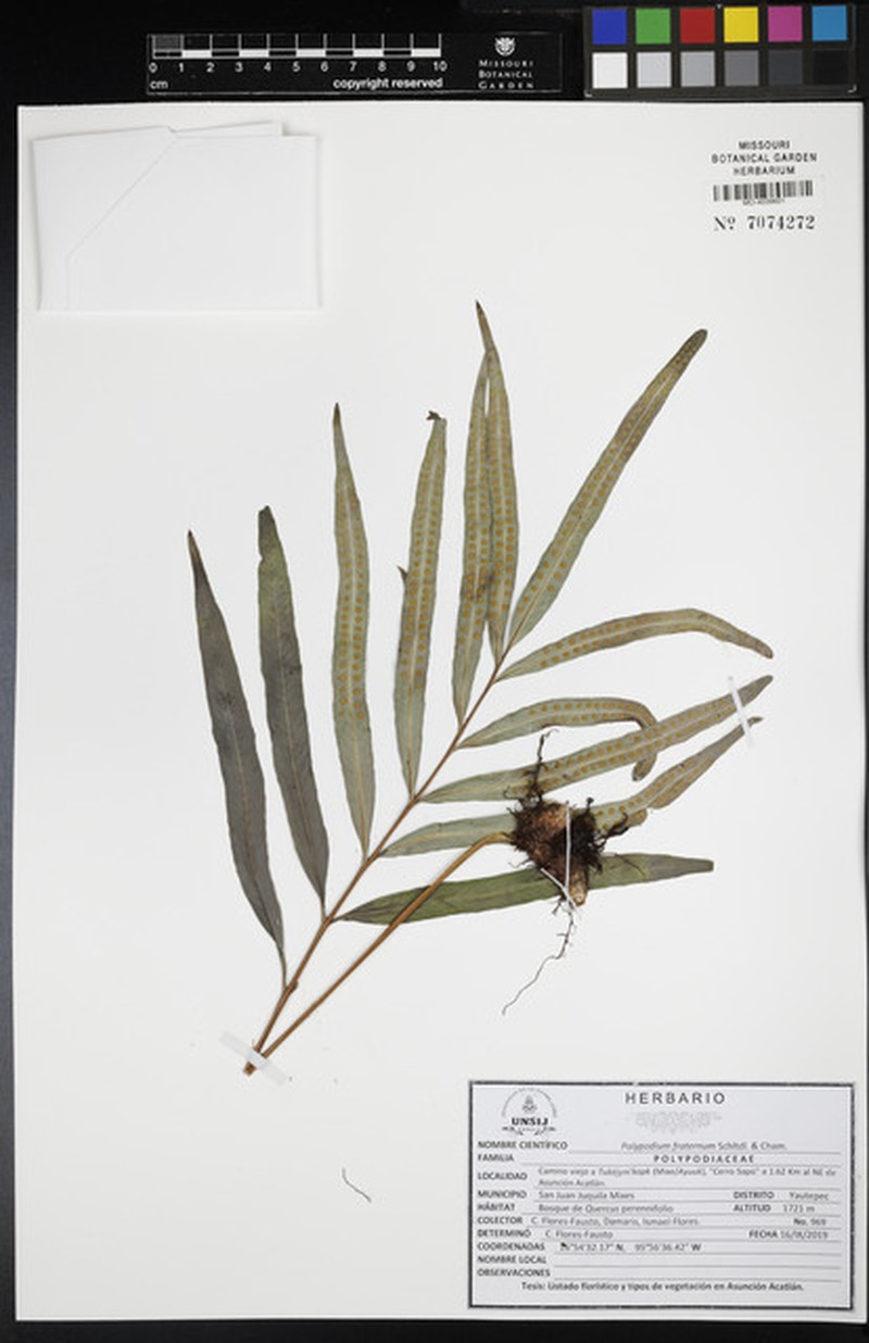 Polypodium fraternum photo 4