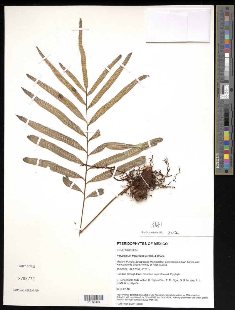 Polypodium fraternum photo 5
