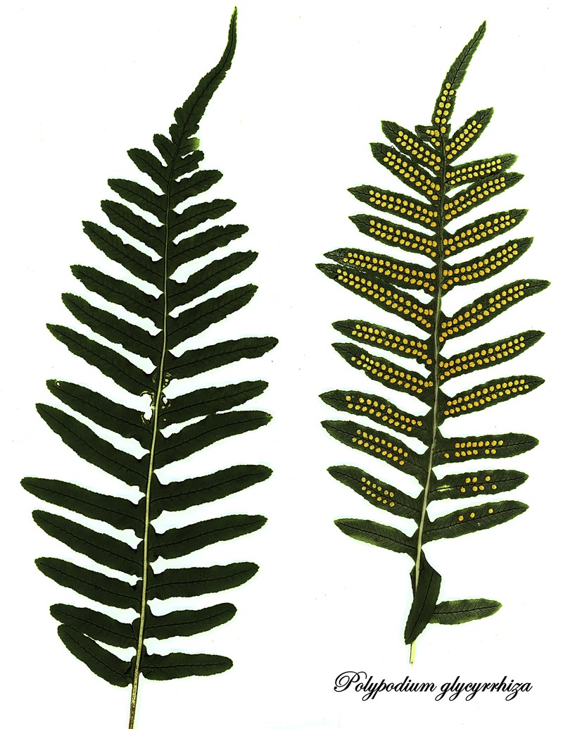 Licorice Fern photo 2