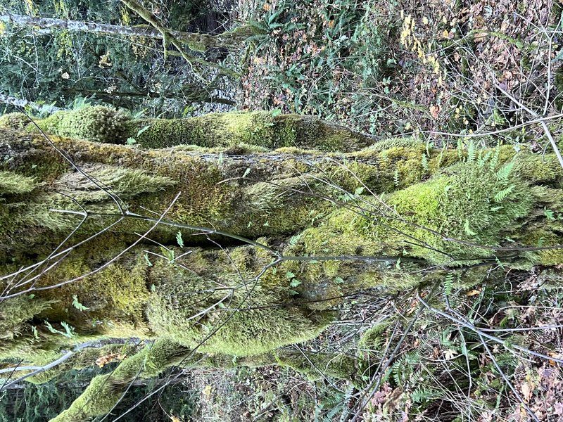 Licorice Fern photo 7
