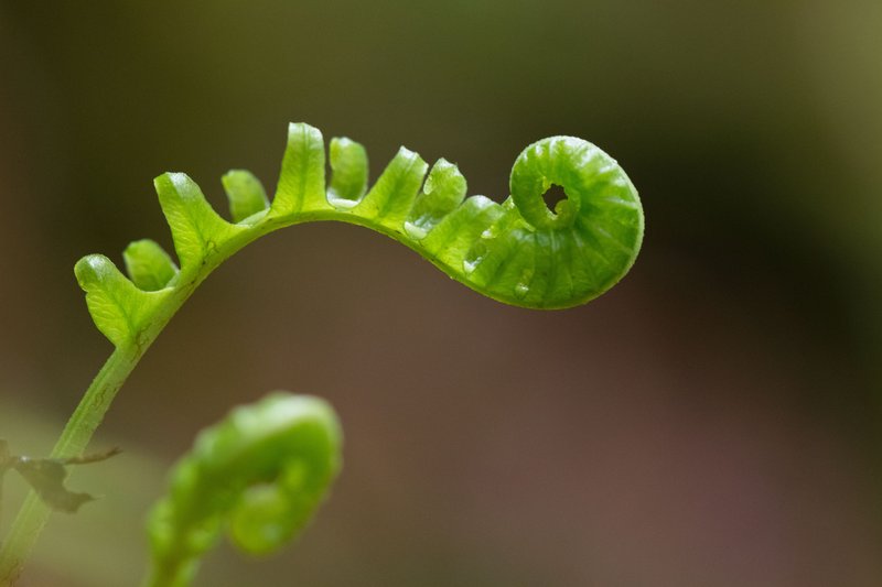 Licorice Fern photo 8