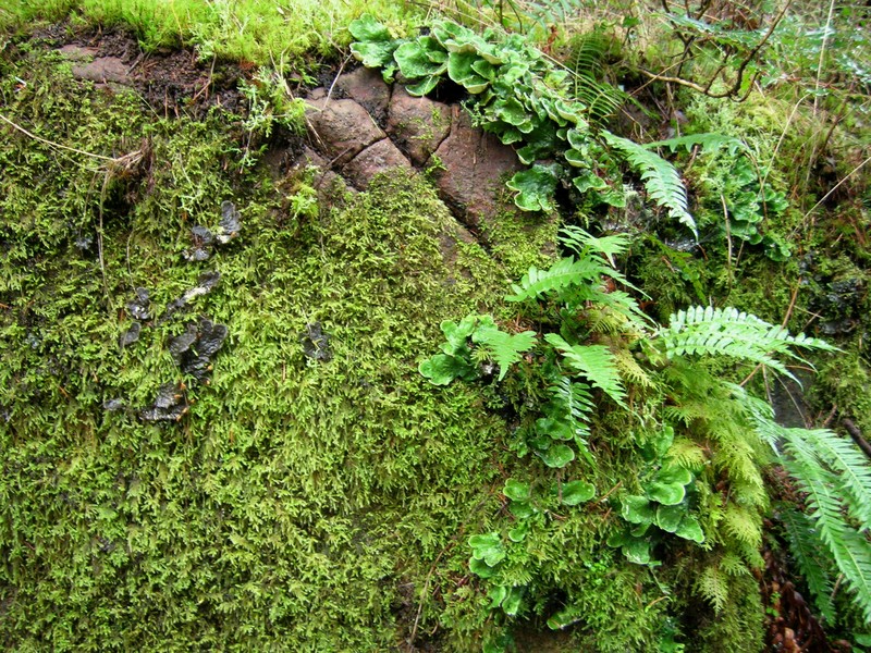 Licorice Fern photo 3