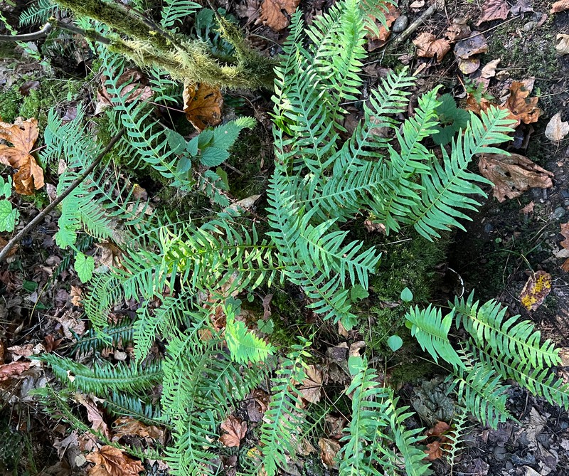 Licorice Fern photo 4