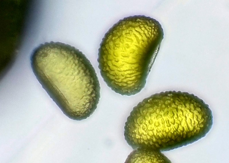 Licorice Fern photo 5