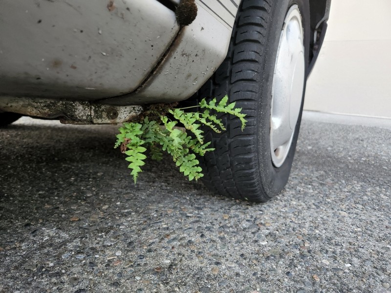 Licorice Fern photo 9