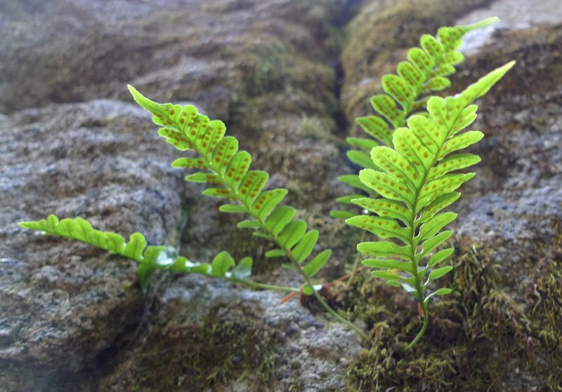 Western Polypody photo 4