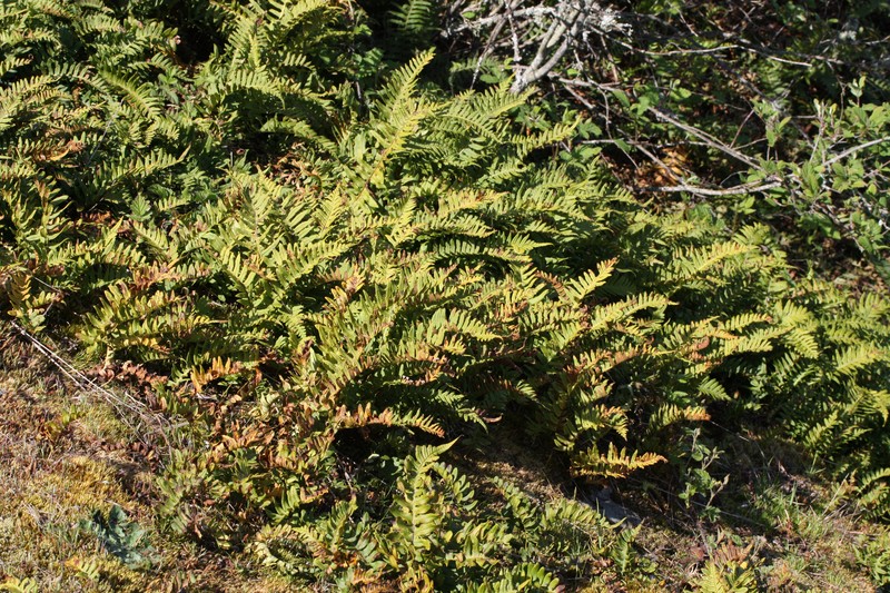 Western Polypody photo 5