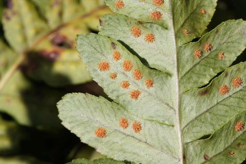 Western Polypody photo 6