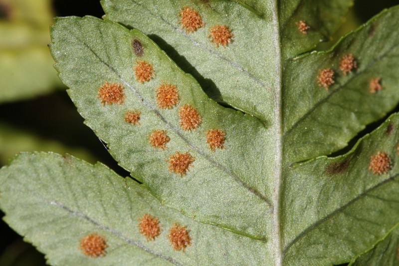 Western Polypody