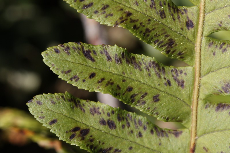 Western Polypody photo 2