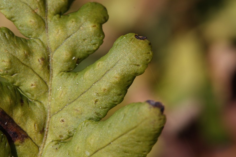 Western Polypody photo 3