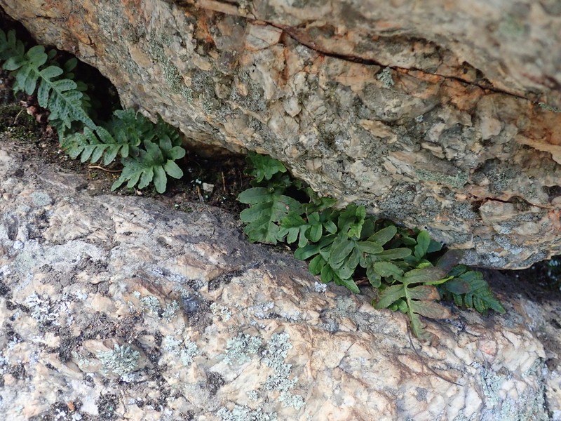 Western Polypody photo 3
