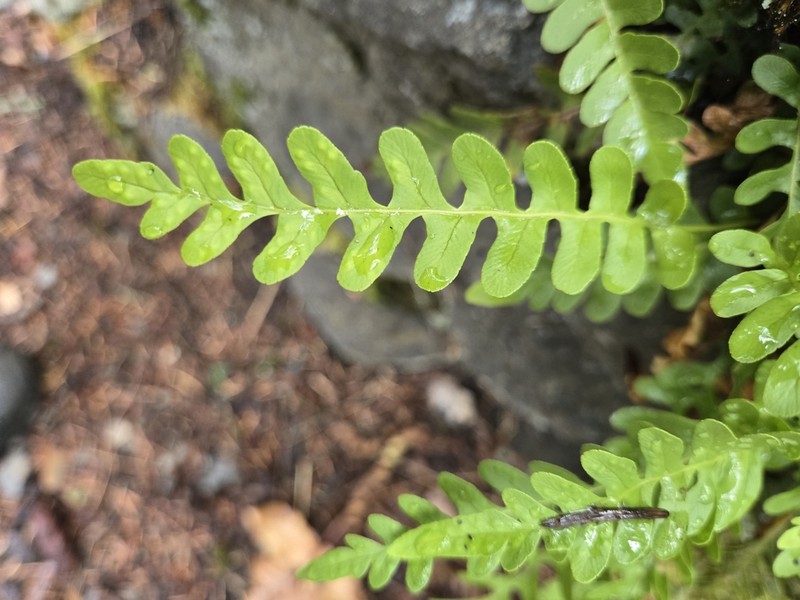 Western Polypody photo 4