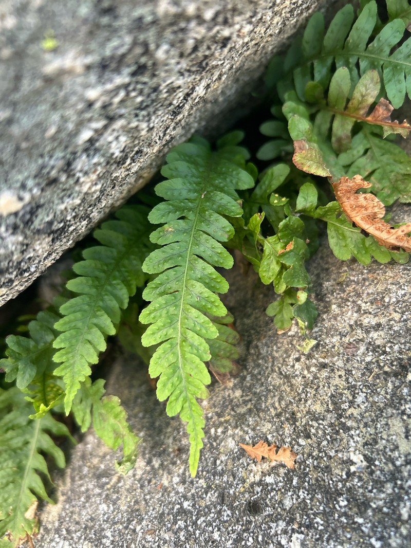 Western Polypody photo 5
