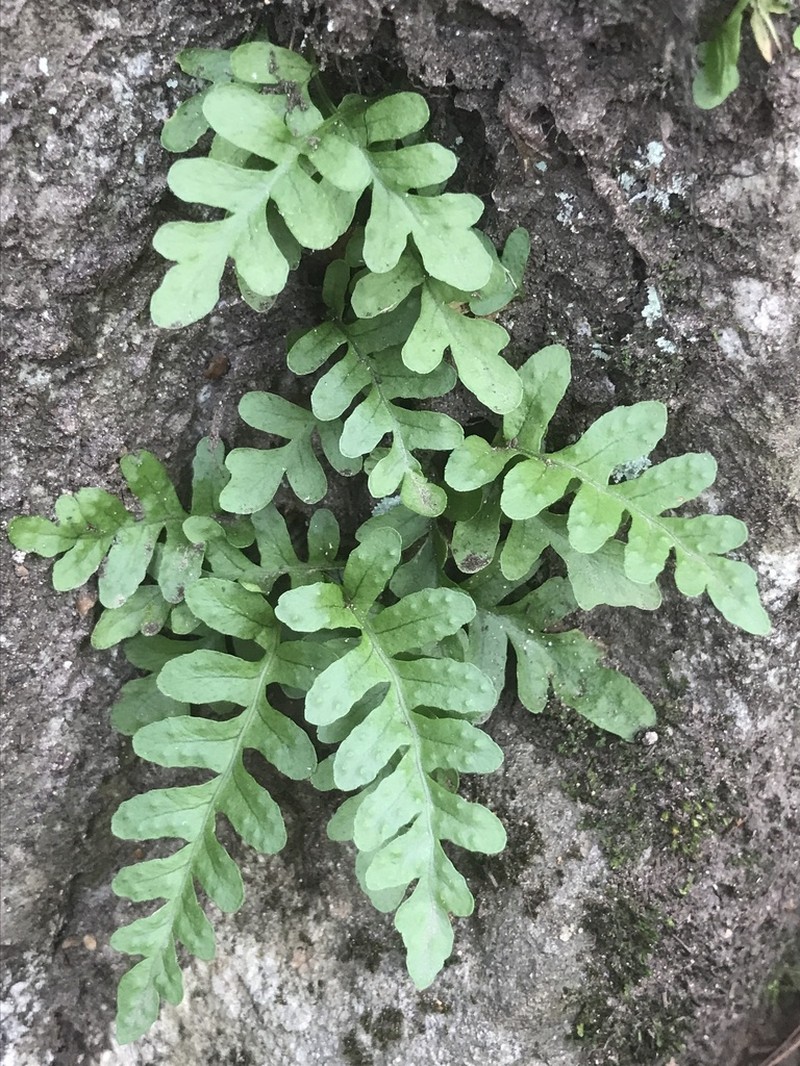 Western Polypody photo 6
