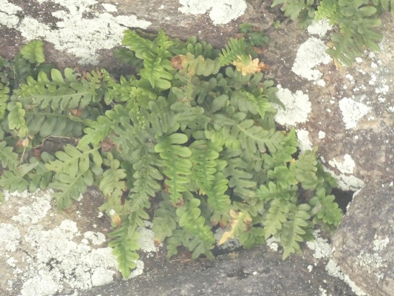 Western Polypody photo 7