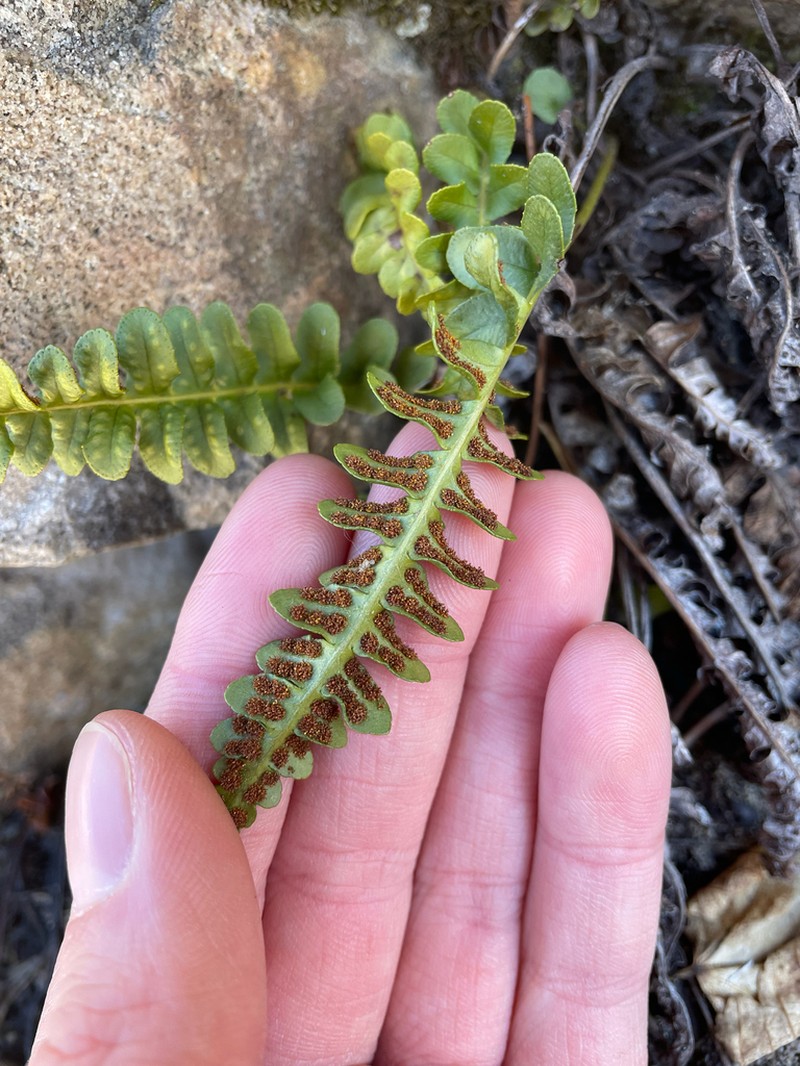 Western Polypody photo 8