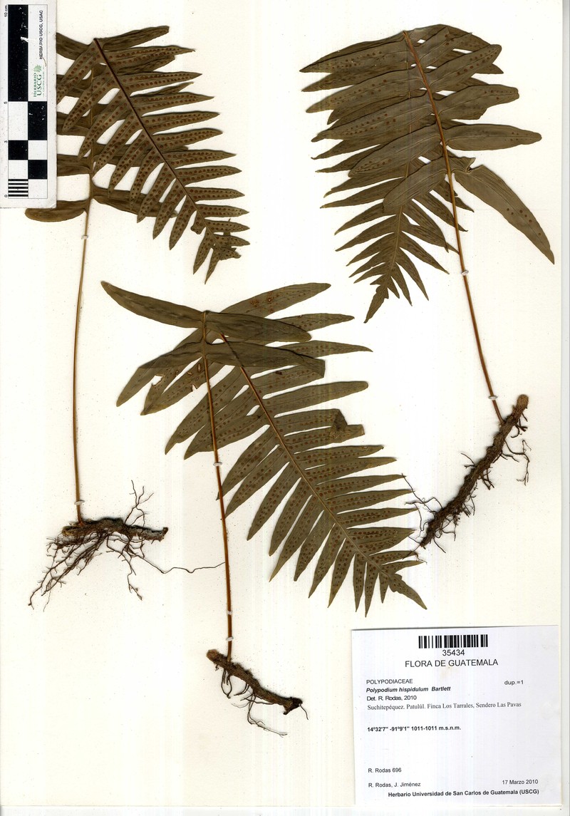 Polypodium hispidulum