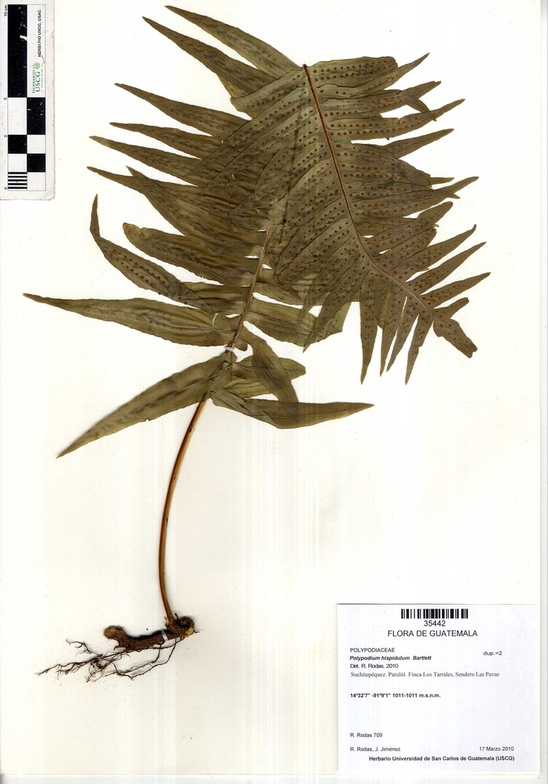 Polypodium hispidulum photo 2