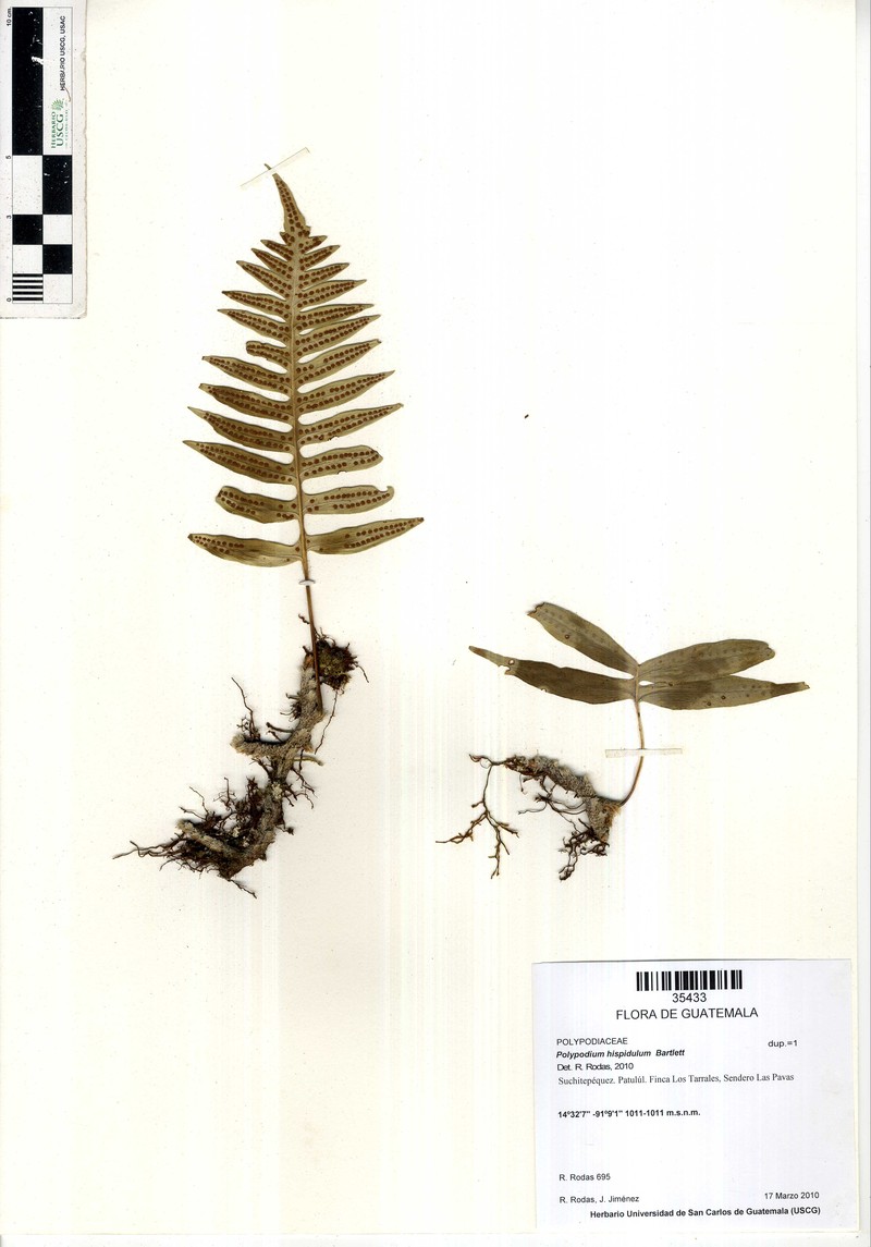 Polypodium hispidulum photo 3