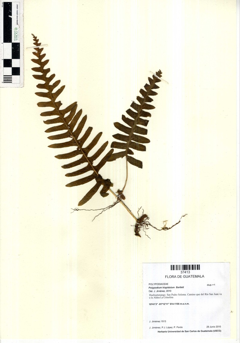 Polypodium hispidulum photo 4
