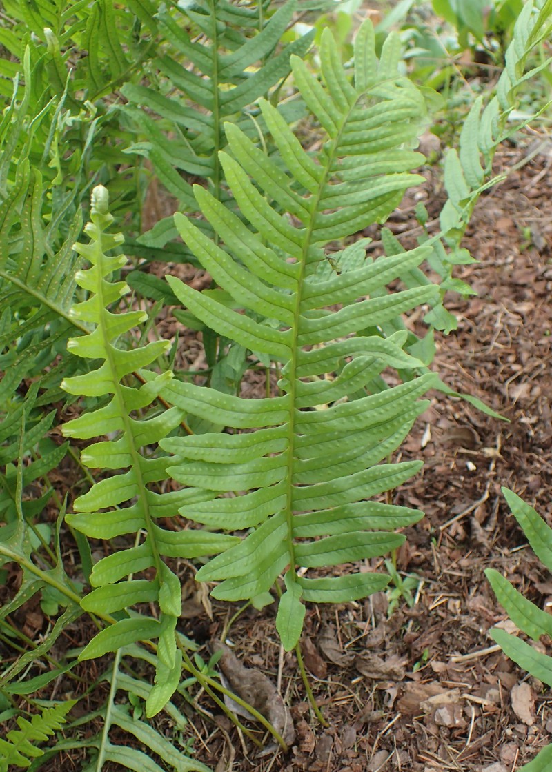 Polypodium interjectum