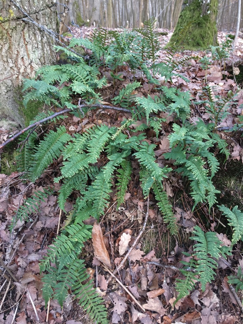 Polypodium interjectum photo 3