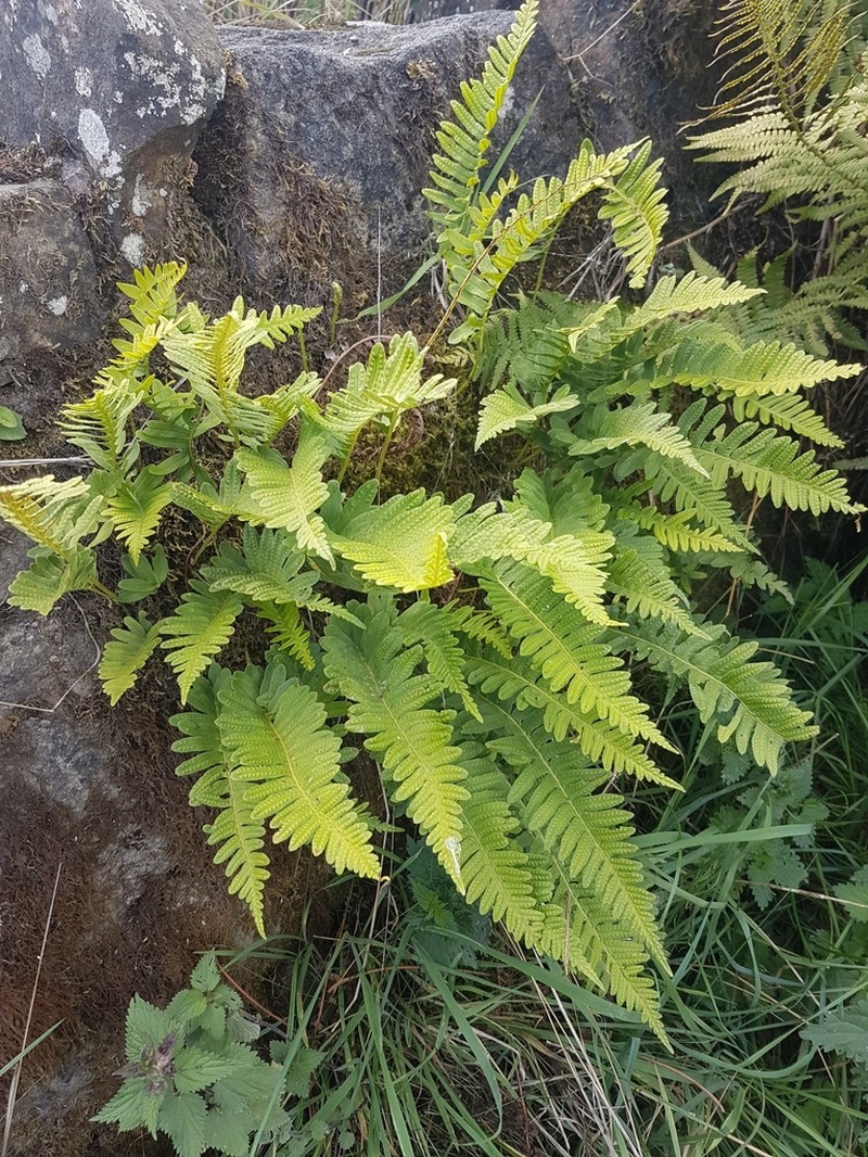 Polypodium interjectum photo 4