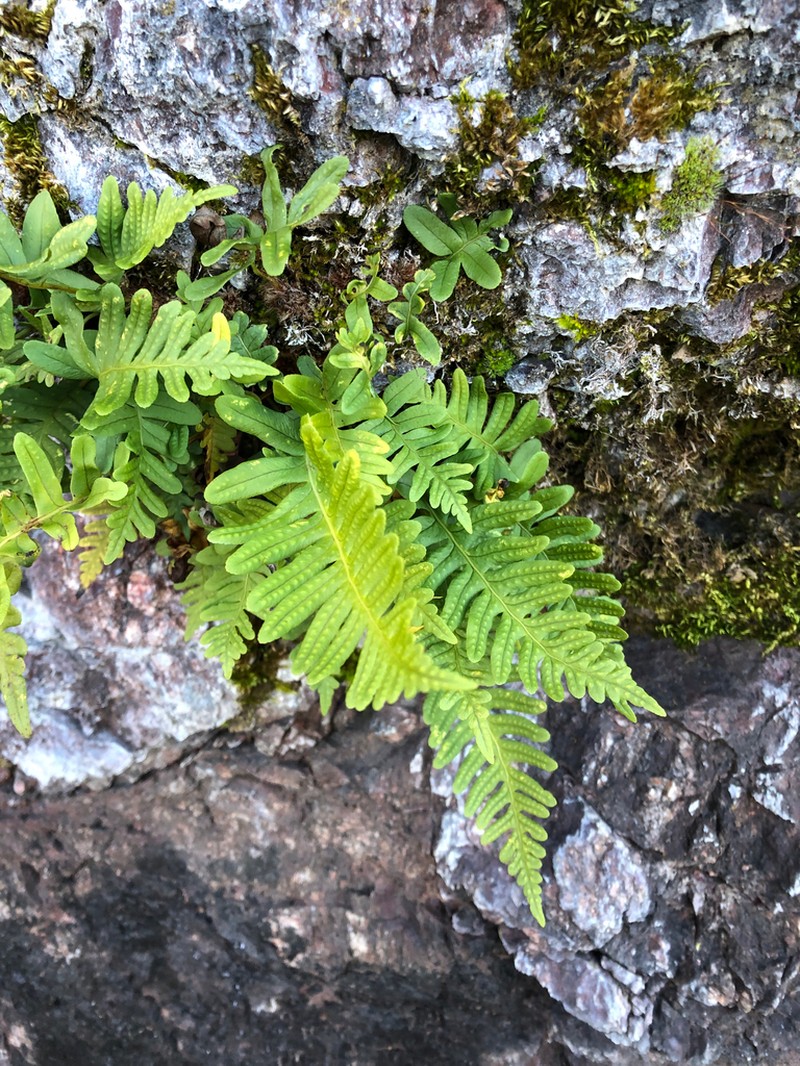 Polypodium interjectum photo 5