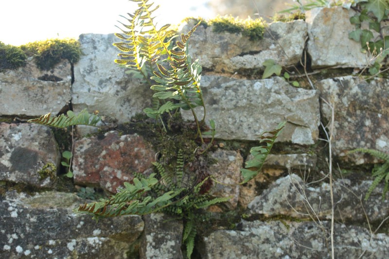 Polypodium interjectum photo 6