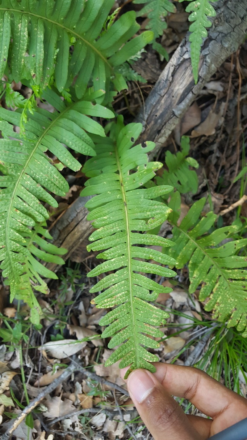 Polypodium interjectum photo 7