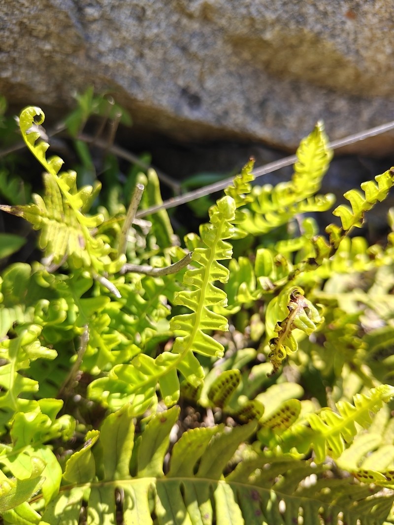 Polypodium kamelinii photo 3