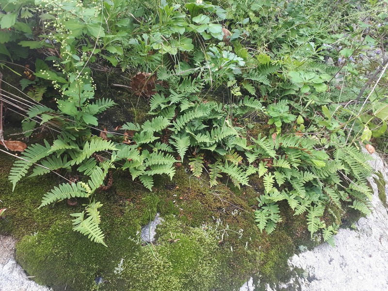 Polypodium kamelinii photo 5