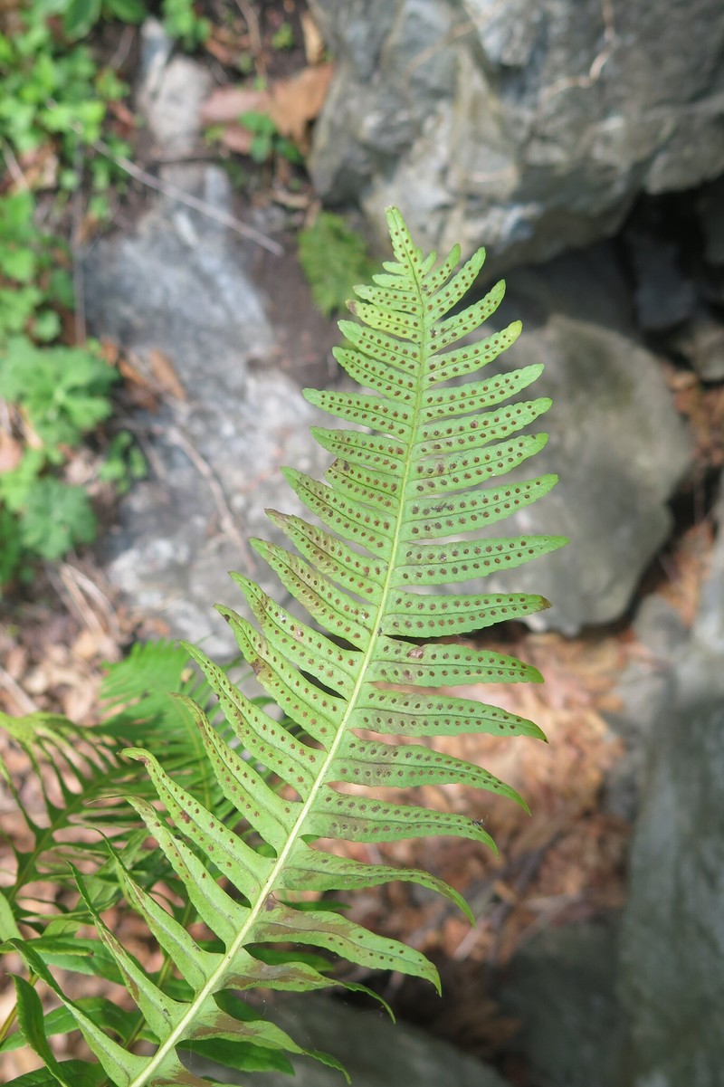 Polypodium kamelinii photo 7