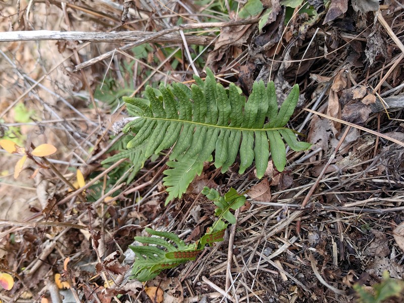 Polypodium kamelinii photo 8