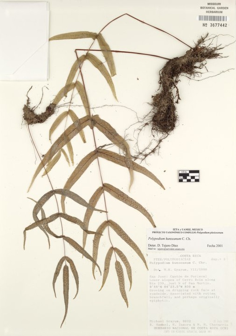 Polypodium kunzeanum