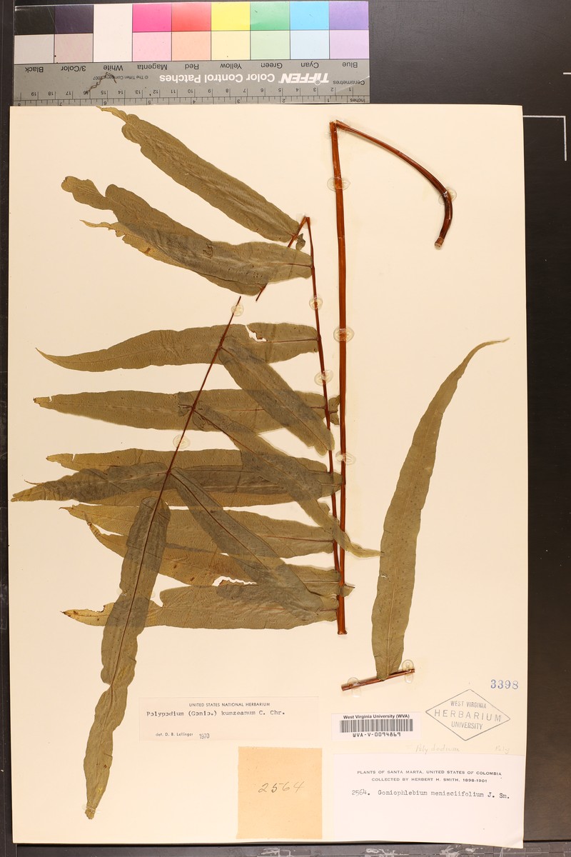 Polypodium kunzeanum photo 4