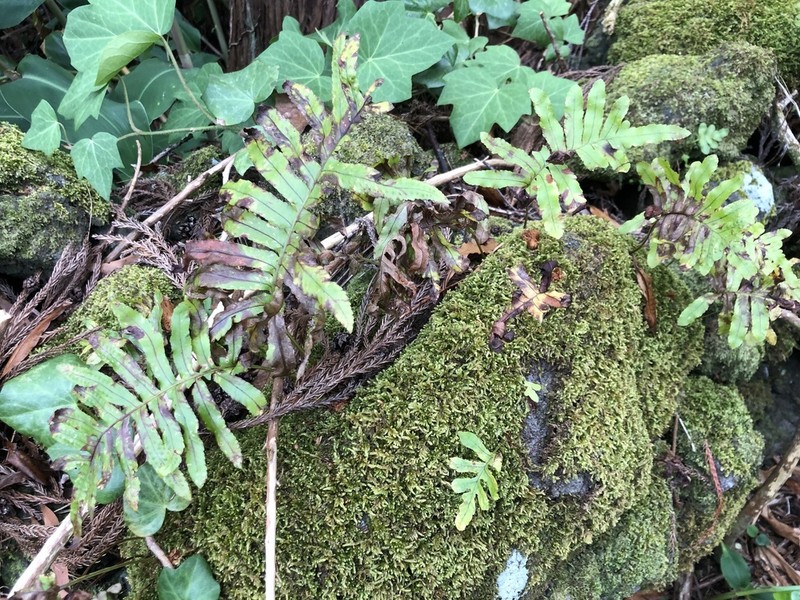 Polypodium macaronesicum
