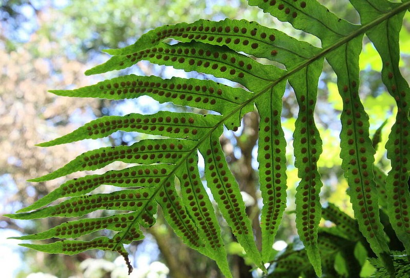 Polypodium macaronesicum photo 2