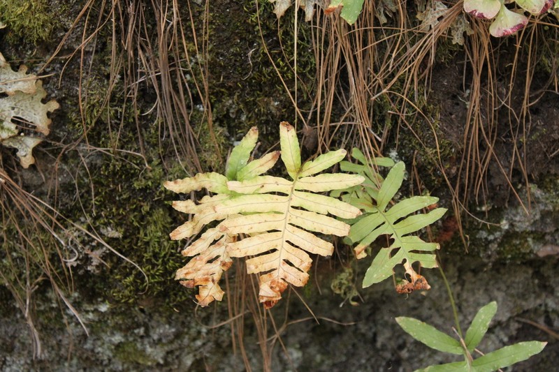 Polypodium macaronesicum photo 3