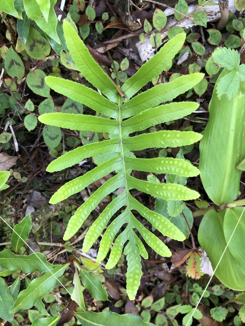 Polypodium macaronesicum photo 4