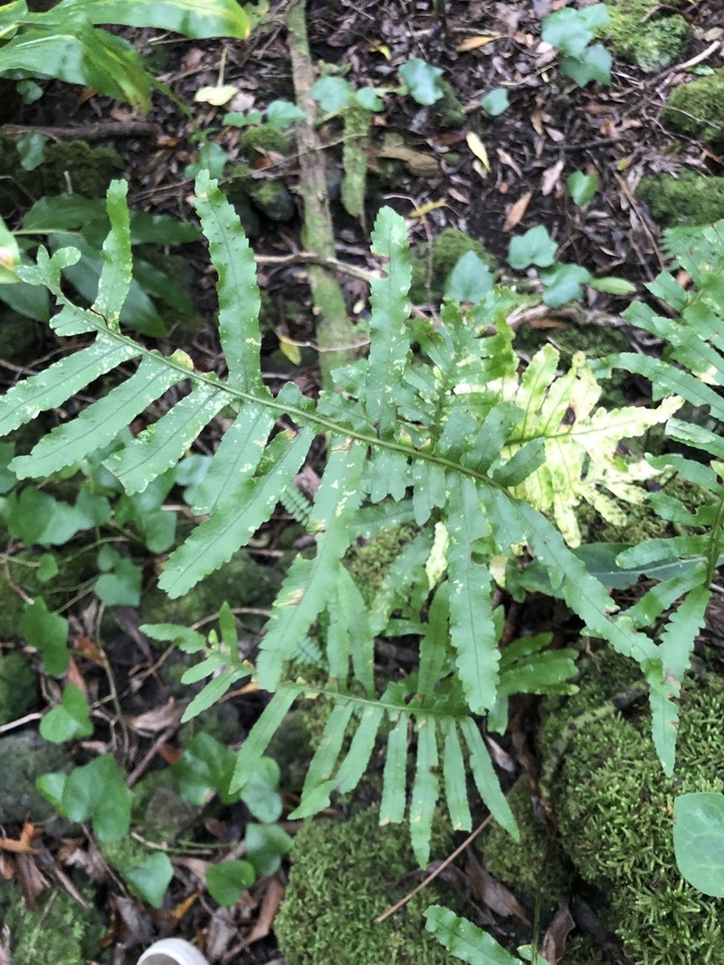 Polypodium macaronesicum photo 5